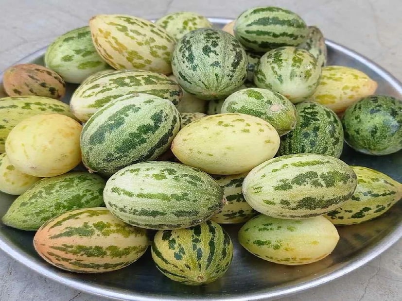 সবজিতে অনেক ধরনের পুষ্টি পাওয়া যায়, যা শরীরের জন্য খুবই গুরুত্বপূর্ণ। দেশের বিভিন্ন অঞ্চলে অনেক ধরনের সবজির চাষ হয়। আজ আমরা আপনাকে এমন একটি অনন্য সবজির কথা বলছি, যা স্বাস্থ্যের জন্য বর হতে পারে। এই সবজিটি রাজস্থানে সবচেয়ে বেশি জন্মায় এবং তিন থেকে চার মাস বাজারে পাওয়া যায়।