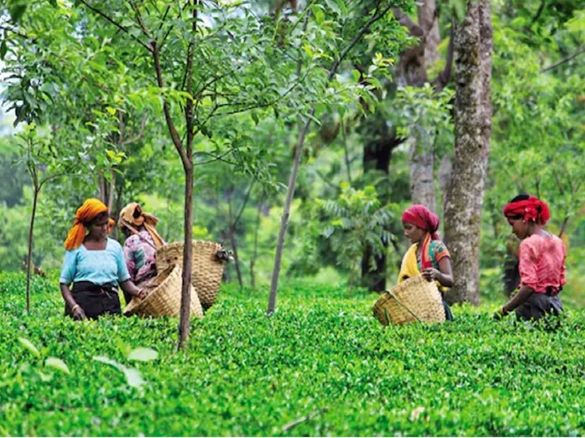 কাংরা টি: হিমাচল প্রদেশের বিস্তীর্ণ সবুজ ভ্যালি থেকে এই চা আসে৷ সুন্দর হালকা গন্ধের জন্য এখানকার চা বিখ্যাত৷ চায়ে চুমুক দিলেই ফল আর বাদামের এক অদ্ভুত ফ্লেভার পাওয়া যায়৷
