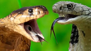 ভিডিওতে দেখা যাচ্ছে সাপটি আগে থেকে প্রতিরক্ষামূলক ভঙ্গীতে বসে আছে