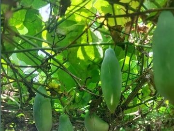 আয়রনের খনি, মেদ ঝড়বে হু হু করে, কোন ফল জানেন, যা ভাবছেন তা কিন্তু নয় আয়রনের খনি, মেদ ঝড়বে হু হু করে, কোন ফল জানেন, যা ভাবছেন তা কিন্তু নয়