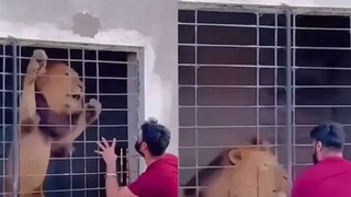 সিংহের খাঁচার সামনে দাঁড়িয়ে অঙ্গভঙ্গি সিংহের খাঁচার সামনে দাঁড়িয়ে অঙ্গভঙ্গি