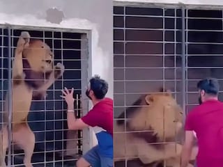 সিংহের খাঁচার সামনে দাঁড়িয়ে অঙ্গভঙ্গি