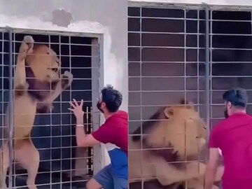 সিংহের খাঁচার সামনে দাঁড়িয়ে অঙ্গভঙ্গি