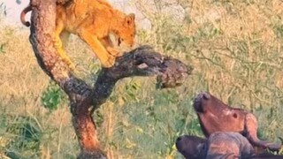 ভিডিওতে দেখা যাচ্ছে, সিংহের বাচ্চা সম্ভবত শিকার খুঁজতে গিয়ে কোনওভাবে মহিষের আস্তানায় চলে গিয়েছে৷