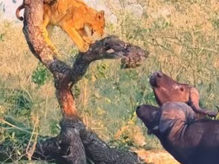 ভিডিওতে দেখা যাচ্ছে, সিংহের বাচ্চা সম্ভবত শিকার খুঁজতে গিয়ে কোনওভাবে মহিষের আস্তানায় চলে গিয়েছে৷
