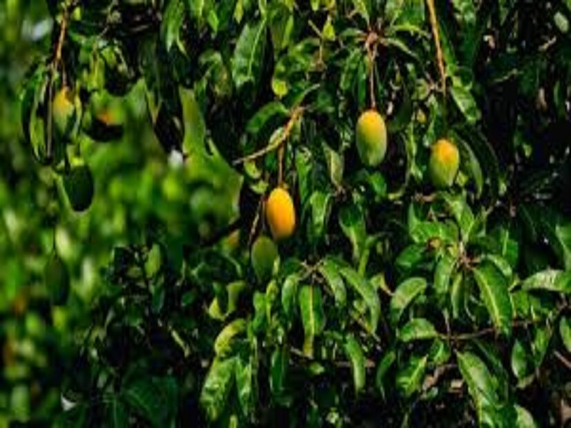 আমের পাতায় বিভিন্ন ধরনের যৌগ থাকে, যা বিপাকীয় কার্যকলাপকে উন্নত করতে সাহায্য করে৷ ম্যাঙ্গিফেরিন এবং ফ্ল্যাভোনয়েভের মতো উপাদান বেশি থাকার কারণে বিপাকে তা সাহায্য করে৷ ফলে চিবিয়ে রোজ কেলে মেটাবলিজ়ম বাড়ায়৷ অতিরিক্ত ক্যালোরি কমাতে সাহায্য করে৷