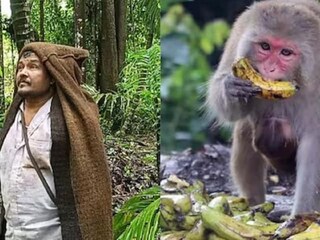 বানর তাড়ালেই মিলবে কুড়ি হাজার টাকা।