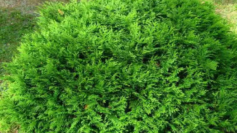 এই বিশেষ গাছের বৈজ্ঞানিক নাম Actiniopteris radiata. এই গাছটি সাধারণত পাথুরে এলাকায় দেখতে পাওয়া যায় এবং এর পাতা দেখতে ময়ূরের পালকের মতো, তাই একে ময়ূরপঙ্খী বলা হয়।