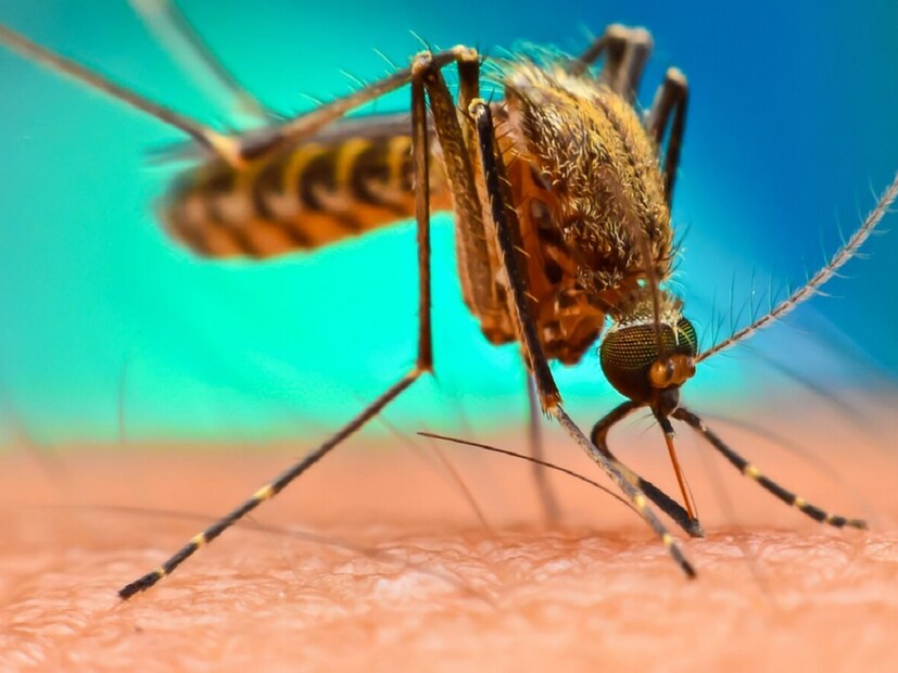 আশার কথা হল, গত বছরের তুলনায় এ বার কলকাতায় ডেঙ্গি আক্রান্তের সংখ্যা প্রায় ৮৩ শতাংশ কম। সরকারি পরিসংখ্যান অনুযায়ী, গত বছর ১ সেপ্টেম্বর পর্যন্ত কলকাতা পুর-এলাকায় ১৯৩৬ জন ডেঙ্গিতে আক্রান্ত হয়েছিলেন। এ বছর সেই সংখ্যা ৩৩১। জেলাতেও ডেঙ্গি আক্রান্তের সংখ্যা প্রায় এক তৃতীয়াংশে নেমেছে।