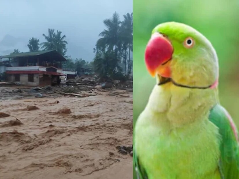 সকাল থেকে প্রবল বৃষ্টি হওয়ায় সন্ধ্যার পর বৃষ্টির পরিমাণ বেড়ে যায়। তাই সেদিন বিনোদ তাঁর বোন নন্দার বাড়িতে থেকে যান। রাতের খাবার খেয়ে ঘুমিয়ে পড়েছিলেন। জানা যায়, মধ্যরাতে ভূমিধসের কিছুক্ষণ আগে, তোতাপাখি ভূমিধসের বিষয়ে পরিবারকে সতর্ক করেছিল। খাঁচার মধ্যে পাখি তার ডানা ঝাপটাতে থাকে। ডাকতে থাকে বিনোদকে।  সবাই ঘুমে আচ্ছন্ন ছিলেন। কিন্তু পাখির ডাকে জেগে ঘর থেকে বাইরে বেরিয়ে অবাক হয়ে যান। বোঝেন কিছু বিপদ সংকেত দিচ্ছে পাখি। (ছবির ক্রেডিট: মনোরমা অনলাইন ওয়েবসাইট) 
