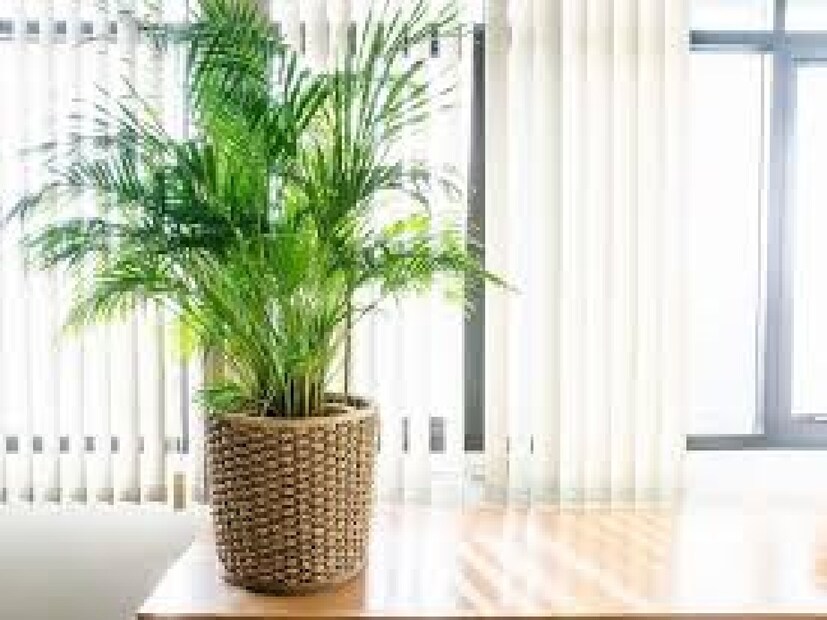 Spider plant: লম্বা লম্বা পাতা কেন্দ্র থেকে ছড়িয়ে পড়ে ঠিক মাকড়সার মতো দেখায়। সূর্যালোক ছাড়াই ঝাঁকড়া হয়ে যায় স্পাইডার প্ল্যান্ট।