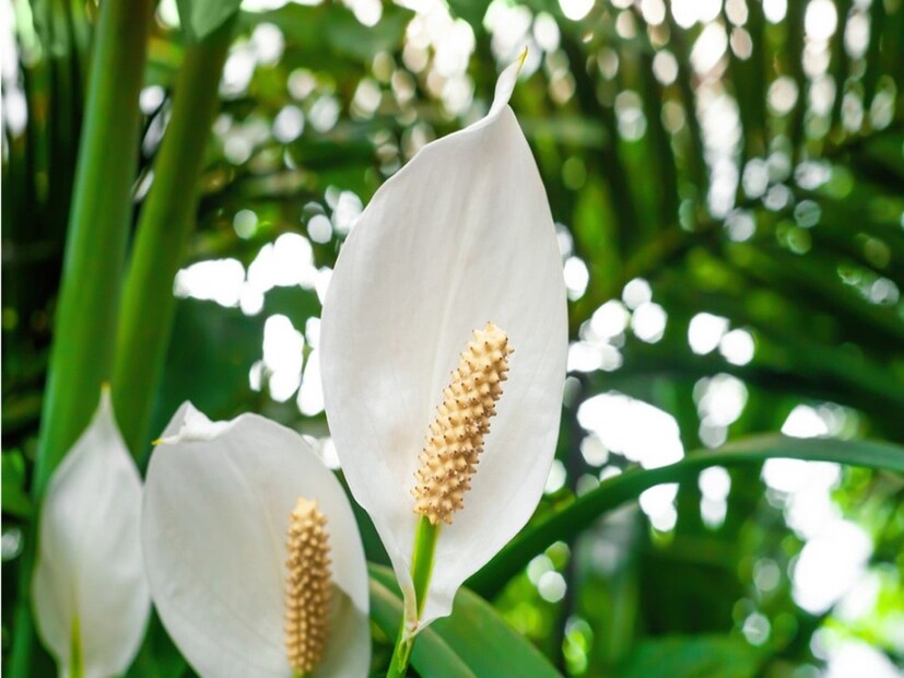 Peace Lily: অপূর্ব সাদা, সুন্দর এই ফুল দেখলেই শান্তি আছে। নামও তেমনই, পিস লিলি। এই গাছের ঝকঝকে লম্বা পাতাও নয়নাভিরাম। অথচ রোদের দরকারই হয় না এই গাছের।