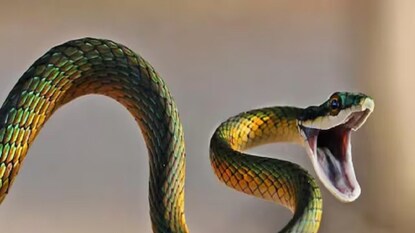 খালি হাতে সাপ ধরলেন৷ তাও আবার যে সে সাপ নয়, একেবারে অজগর৷ খালি হাতে সাপ ধরলেন৷ তাও আবার যে সে সাপ নয়, একেবারে অজগর৷