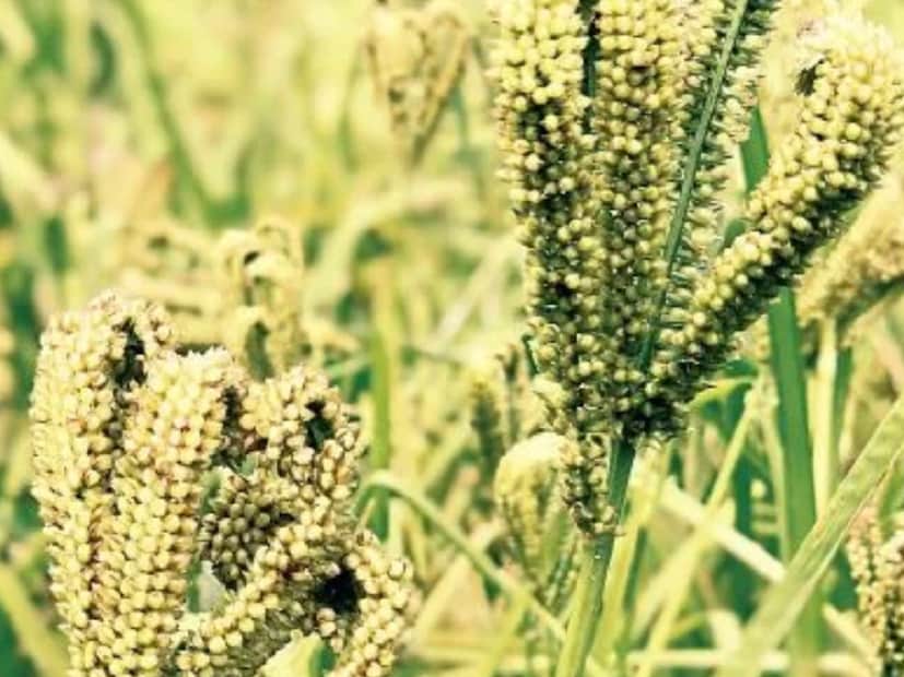 বর্তমানে সারা বিশ্ব জুড়ে রাগির জনপ্রিয়তা ক্রমশ বৃদ্ধি পাচ্ছে৷ তবে বিভিন্ন উপজাতী গোষ্ঠীর মধ্যে রাগি আগে থেকেই অত্যন্ত প্রচলিত ছিল৷ বিশেষ করে মহারাষ্ট্রে পশ্চিমঘাটের একটা হিল স্টেশন জওহার গ্রামের বাসিন্দারা প্রতিদিন এই খাবার খায়৷ পুষ্টিবিদ নিশান্ত সিং রাগির উপকারিতার কথা বলেছে৷