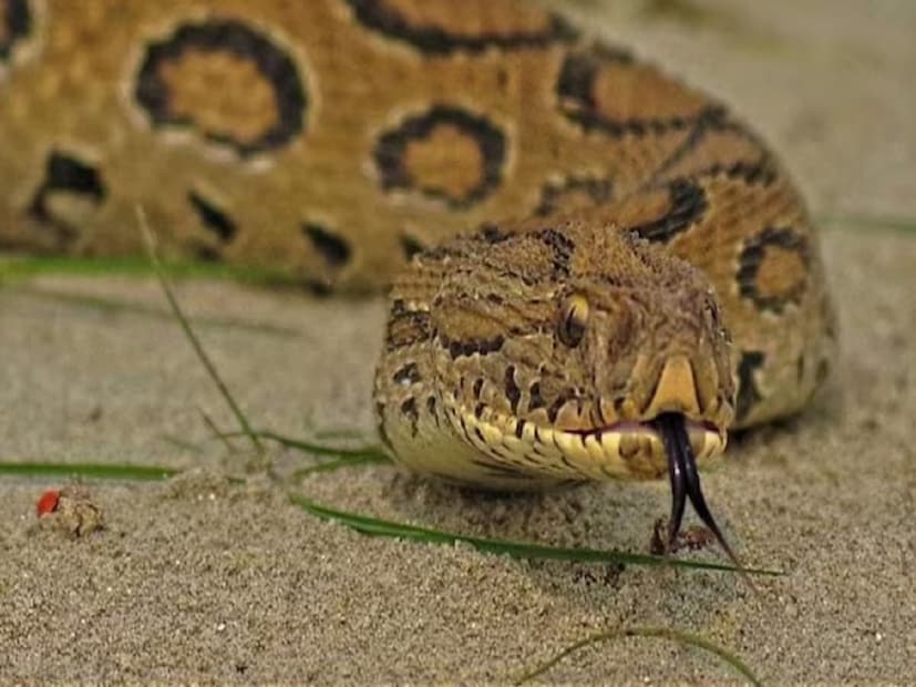 ভারতে যে সমস্ত বিষাক্ত সাপ পাওয়া যায়, তার মধ্যে এই রাসেল ভাইপার অন্যতম৷ যাকে অনেকেই চন্দ্রবোড়া বলে থাকেন৷ বন্যপ্রাণী বিশেষজ্ঞ আশিষ ত্রিপাঠি এটি অন্যতম বিষাক্ত সাপের প্রজাতি৷ এর সারা গায়ে জুড়ে চকোলেট রঙের ছাপ রয়েছে৷ যদিও এই সাপ থেকে অদ্ভুত একটা শিষের আওয়াজ পাওয়া যায়৷ এ খানিক সচেতন বার্তাও বটে৷