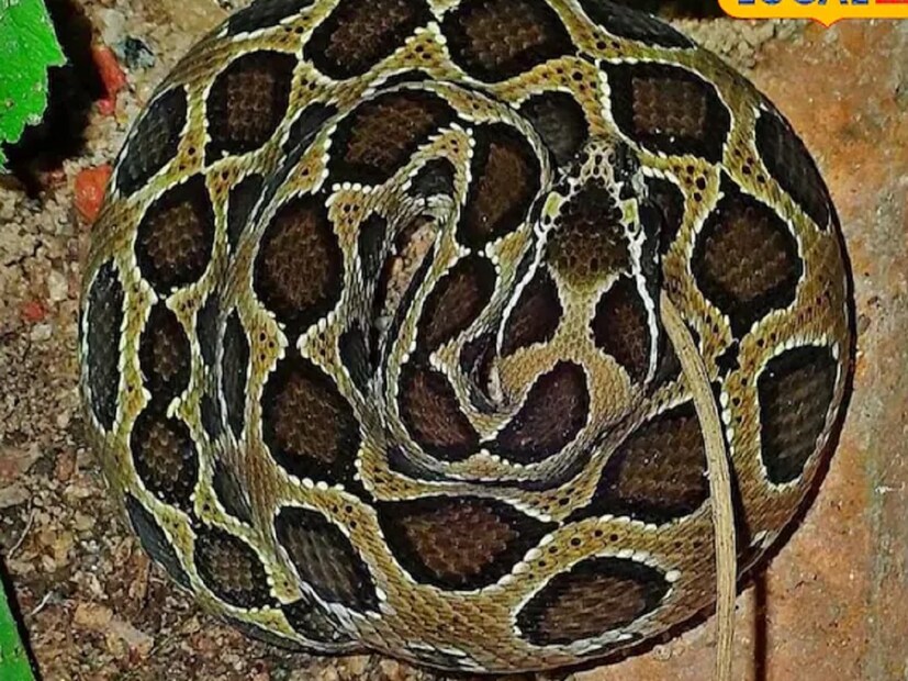 ডঃ আশিষ ত্রিপাঠি জানা এই সাপের দাঁত অত্যন্ত বড় ও ধারালো হয়৷ এই দাঁতের মধ্যেই বিষ থাকে৷ এশিয়া, শ্রীলঙ্কা, বাংলাদেশ, দক্ষিণ এশিয়ায় এই সাপের প্রাদুর্ভাব বেশি৷ এই সাপের মাথা অনেকটাই ত্রিকোণ আকৃতির৷ বাদামি রঙের, হলুদ,অলিভ রঙের এই প্রাণী অনেকের কাছেই রীতিমতো বিভীষিকা৷ 