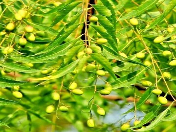 ওষুধের রাজা..! ডায়াবেটিস, ম্যালেরিয়ার শত্রু! দেশি এই 'পাতা' পরিষ্কার করে  রক্ত