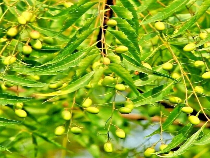 আয়ুর্বেদ থেকে শুরু করে বিজ্ঞান সব কিছুতেই দেশি যে পাতার উল্লেখ পাওয়া যায় বারে বারে সেই পাতা আর কিছু নয় আমাদের অতি পরিচিত নিম। এমনকি আমরা জানি যে চিকিৎসা বিজ্ঞানেও নিম থেকে তৈরি ওষুধ অনেক রোগের চিকিৎসায় ব্যবহৃত হয়।