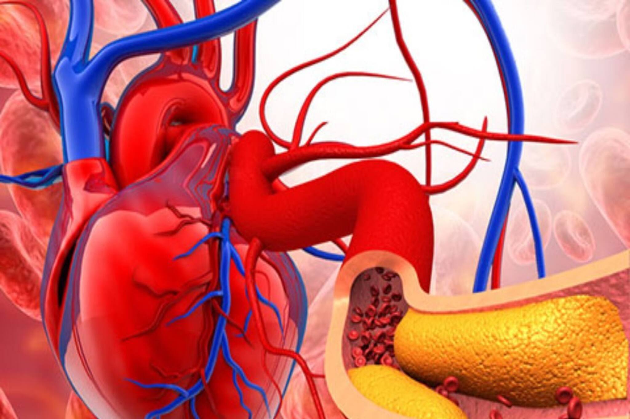 'বয়স' অনুযায়ী রক্তে 'কোলেস্টেরল' লেভেল কত হওয়া উচিত...? মিলিয়ে নিন চার্ট