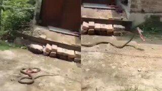 উঠোনে ঘরে বেরাচ্ছে সাপ