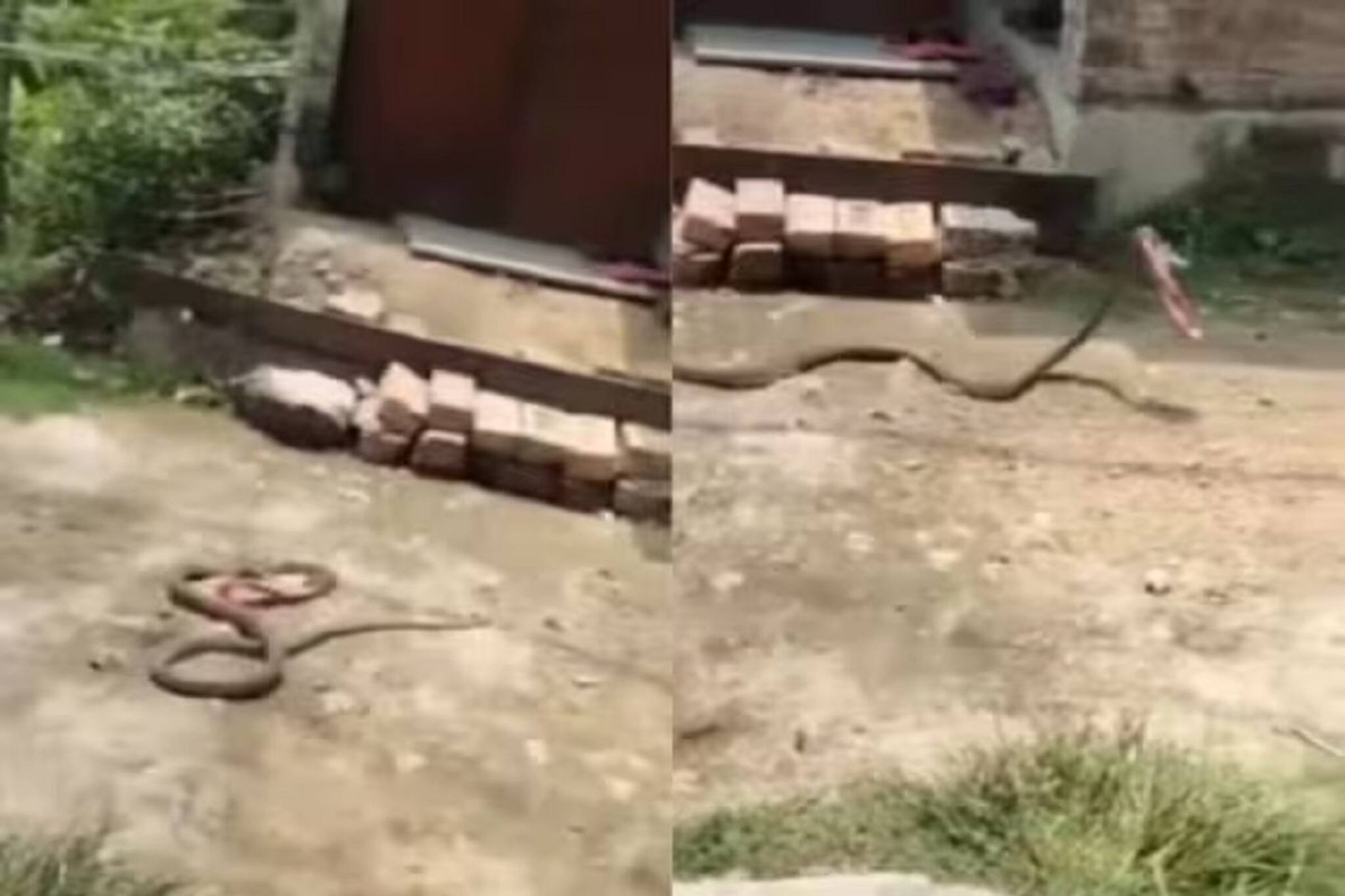 ভয়ঙ্কর কাণ্ড! উঠোনময় ঘুরে বেড়াচ্ছে সাপ, মুখে ওটা কী? জানলে চমকে উঠবেন