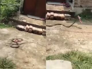 উঠোনে ঘরে বেরাচ্ছে সাপ