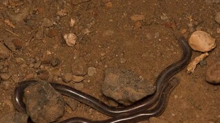 সবচেয়ে ছোট সাপ (Photo: Canva)