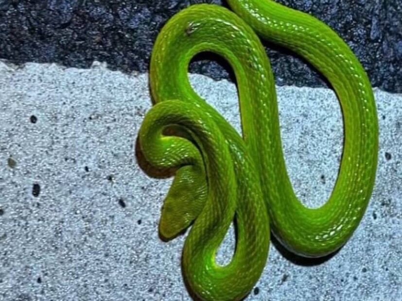 এমির‍্যাল্ড গ্রিন পিট ভাইপার:২০০২ সালে বার্মায় এই সাপটি প্রথম পাওয়া যায়। সবুজ রঙের এই বিষাক্ত সাপটির পুরুষদের চোখ লাল রঙের হয়, আর গায়ে সবুজের উপর লাল-সাদা দাগ থাকে। 