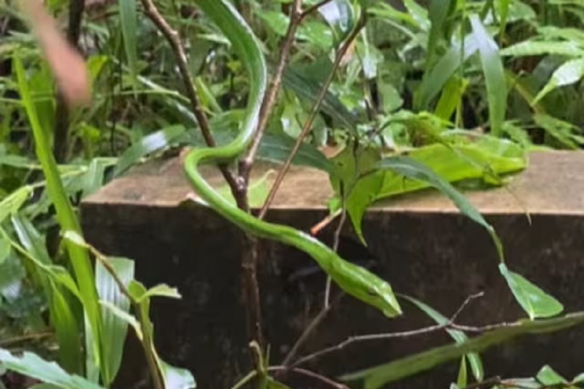 সবুজ পাতার আড়ালে ওটা কী! লুকিয়ে যে ভয়ঙ্কর প্রাণীটি, শুনে শিউরে উঠবেন সবুজ পাতার আড়ালে ওটা কী! লুকিয়ে যে ভয়ঙ্কর প্রাণীটি, শুনে শিউরে উঠবেন