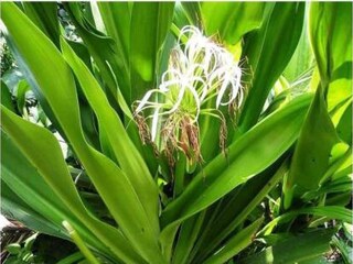 Ayurvedic Leaf