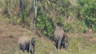 পাহাড়ের চুড়ায় দাঁতালের মুখোমুখি হয় পরিবার