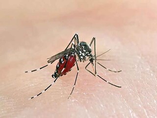 Malaria