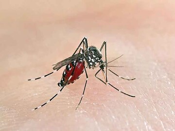 Malaria