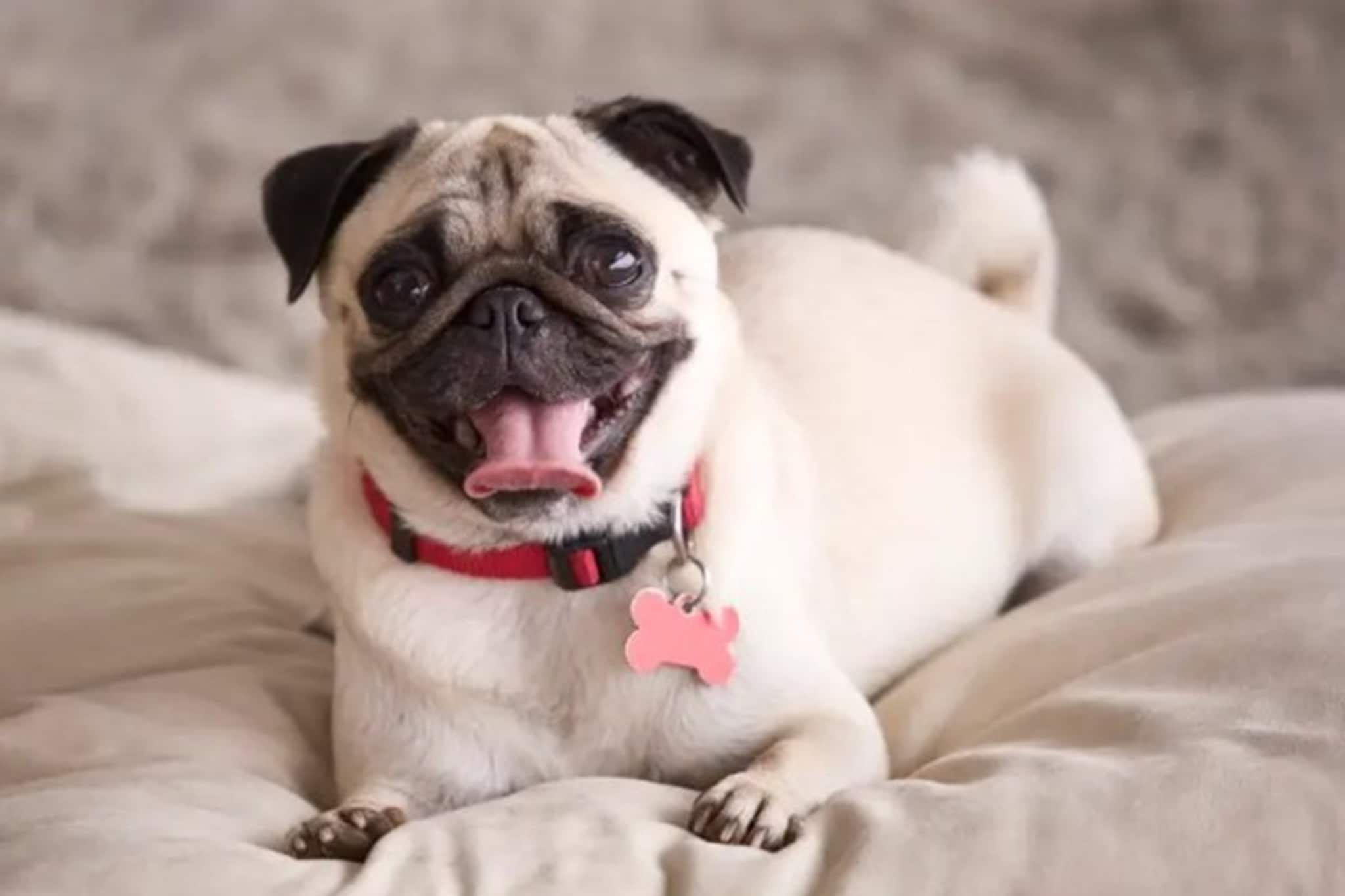 বর্ষায় পোষ্য কুকুরদের ত্বক-কান-টিক্সের সংক্রমণ হতে পারে, কীভাবে মোকাবিলা করবেন?