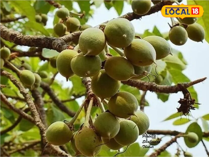 : নেশা করতে এটা লাগে- ওর ধারপাশ দিয়ে যাবেন না, এই সব কথা মাথায় রেখে এই চমৎকার ফলটি এড়িয়ে যান৷ কিন্তু চেনা এই বুনো ফলে ঠাসা ঠাসা গুণ৷