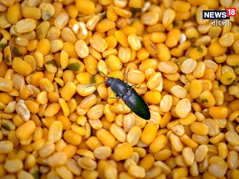 তবে, চাল-ডাল রোদে দেওয়ার সময় কই? রোদে না দিলেও কয়েকটি টোটকা মেনে চললেই রান্নার জিনিস পোকা ধরার সমস্যার হাত থেকে রেহাই পেতে পারে। জেনে নিন সেগুলি কী কী-