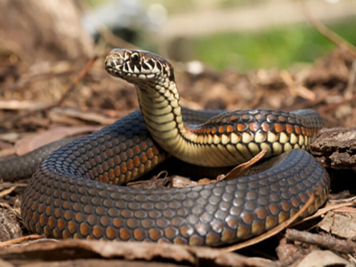 Snake: শরীরের কোন ‘অংশে’ সাপ সবচেয়ে বেশি ‘কামড়ায়’ বলুন তো…? চমকে দেবে উত্তর, গ্যারান্টি!