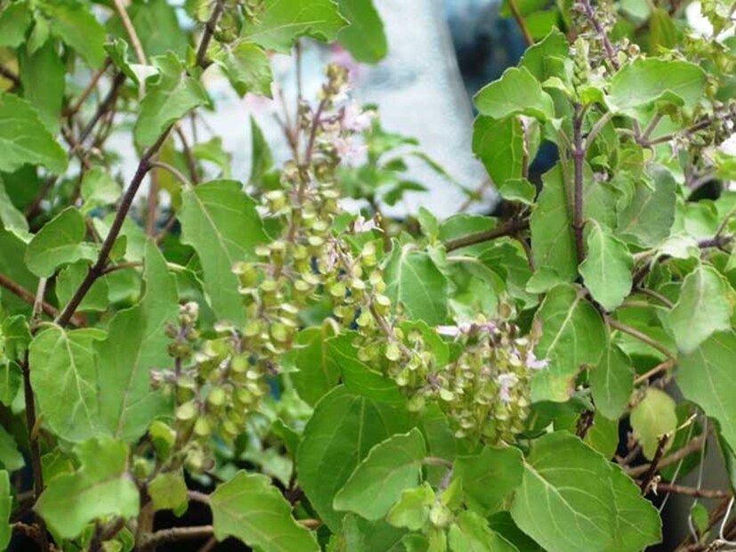 যদি আপনার বাগানের তুলসী গাছটি শুকিয়ে যায়, তবে আপনি একই শুকনো গাছ থেকে একটি নতুন তুলসী গাছ জন্মাতে পারেন। এজন্য প্রথমে পাত্র থেকে শুকনো তুলসী গাছ তুলে তার বীজ আলাদা করে নিন। এবার একই পাত্রে মাটির ভিতরে ফেলে দিন। মাঝে মাঝে জল দিতে থাকুন। শীঘ্রই পাত্রে একটি নতুন তুলসী গাছ গজাবে।