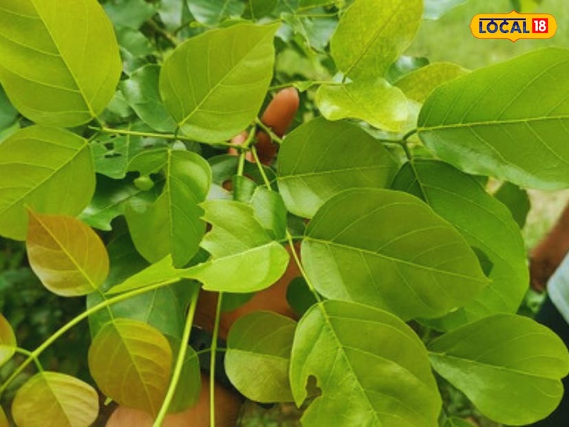 শর্তত্যাগ: শুধুমাত্র আপনাদের সচেতনতার উদ্দেশ্যেই এই প্রতিবেদনটি লেখা হয়েছে। আমরা এই লেখায় সাধারণ জ্ঞান ও দৈনন্দিন জীবনের কিছু সাধারণ তথ্য শেয়ার করেছি মাত্র। আপনি যদি কোথাও আপনার স্বাস্থ্য, জীবন ও বিজ্ঞানের যোগ সম্পর্কিত কিছু পড়েন তবে তা গ্রহণ করার আগে অবশ্যই একজন বিশেষজ্ঞের পরামর্শ নিন।