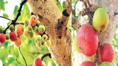 Fig Leaves: The Neglected Superfood for Anti-Aging, Heart Health, and More