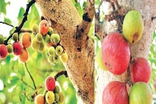 দেখলে নাক সিঁটকোন? বনে-বাদাড়ে অবহেলায় হয়ে থাকা এই ফলই হার্টের রোগের উপশম করে... পাতে যোগ করুন আজই