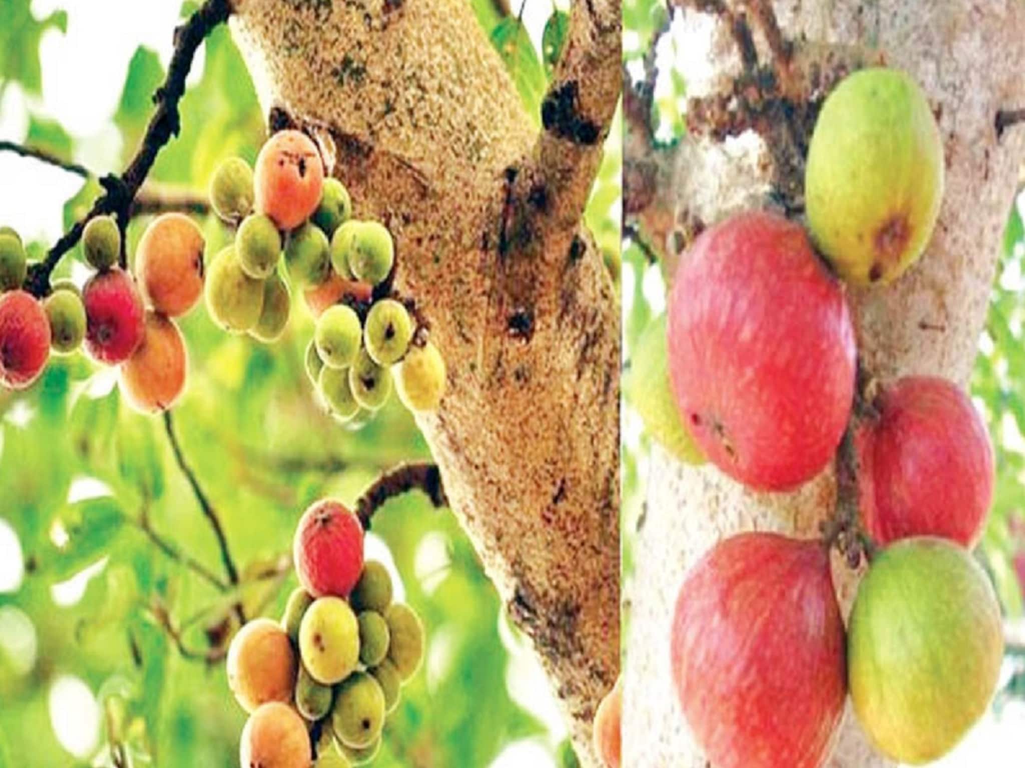 বনে-বাদাড়ে পড়ে থাকে অবহেলায়... ফলটা খেয়ে পাতাটা ফেলে দেন, এই সবজি খেলে উল্টো হাঁটবে বয়স