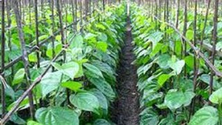 প্রতীকী ছবি ৷