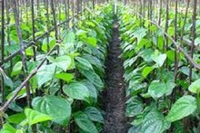 গোটা বছর জুড়ে থাকে প্রবল চাহিদা, ধর্মীয় গুরুত্বও রয়েছে মিথিলাঞ্চলের পানের