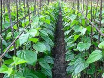 প্রতীকী ছবি ৷