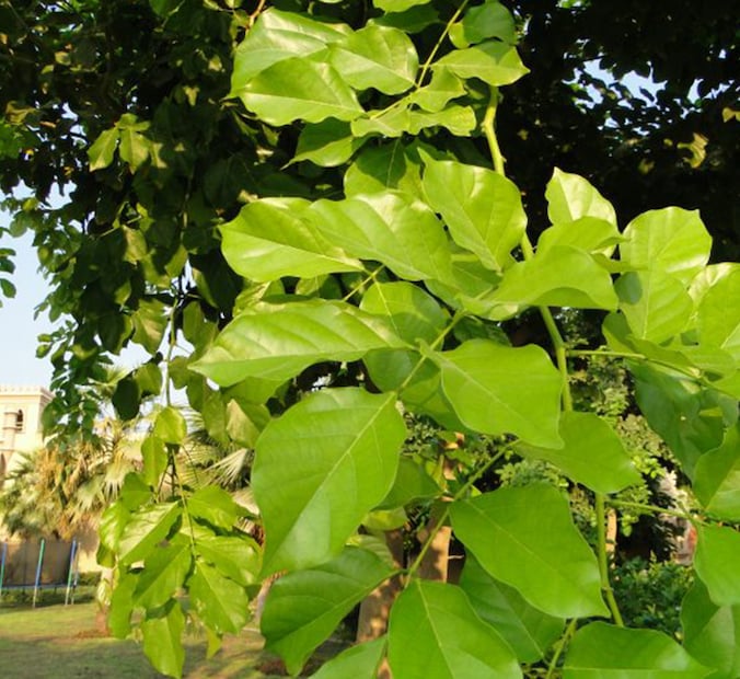 এই উদ্ভিদটি প্রাকৃতিক চিকিৎসার জন্য বিশেষভাবে উপকারী বলে মনে করা হয়। এমন পরিস্থিতিতে আসুন বিশেষজ্ঞদের কাছ থেকে জেনে নেওয়া যাক এটি ব্যবহারের সঠিক উপায়।