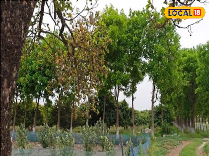 লোকেরা প্রায়শই এটি পুডিং, ক্বাথ এবং রুটির আটা বা ময়দার মধ্যে  ব্যবহার করে। এপ্রিল মাসে, গাছ থেকে হলুদ-সাদা রঙের রসালো ফুল ফোটা শুরু হয়, যা গ্রামীণ এলাকায় দুধের সঙ্গে ব্যাপকভাবে খাওয়া হয়।