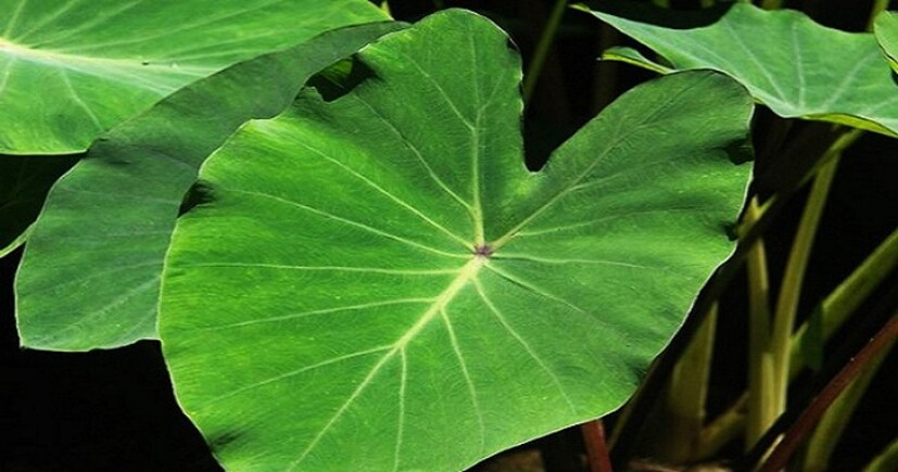 ড: রঞ্জন দাস জানান, কচু ভিটামিন ও খনিজে ভরপুর। কচু খাওয়া মানে শরীরে পর্যাপ্ত ভিটামিন এ-এর যোগান। রাতকানা, চোখে ছানি পড়ার মতো বিভিন্ন সমস্যার ঝুঁকি কমায় কচু। দৃষ্টিশক্তিও বাড়ায়।