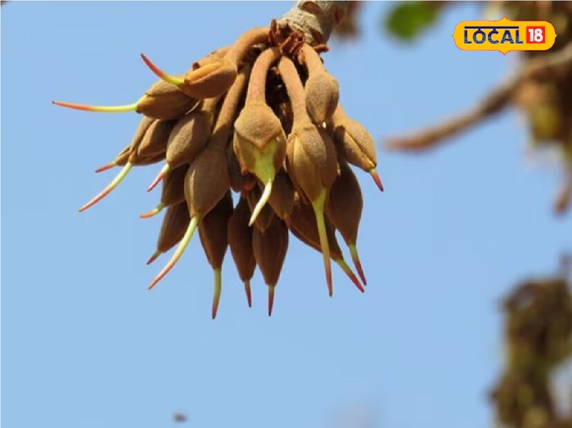 ওষধি উদ্ভিদ বিশেষজ্ঞ, রবিকান্ত পান্ডে আরও বলেন, আপনি যদি জিমে যান এবং আপনার পেশি ডেভলেপমেন্ট, তাহলে মহুয়া আপনার জন্যও একটি ভাল বিকল্প হতে পারে। যেহেতু মহুয়া ক্যালসিয়ামের একটি ভাল উৎস, তাই আপনি এটি সরাসরি গরুর দুধের সঙ্গেও খেতে পারেন।