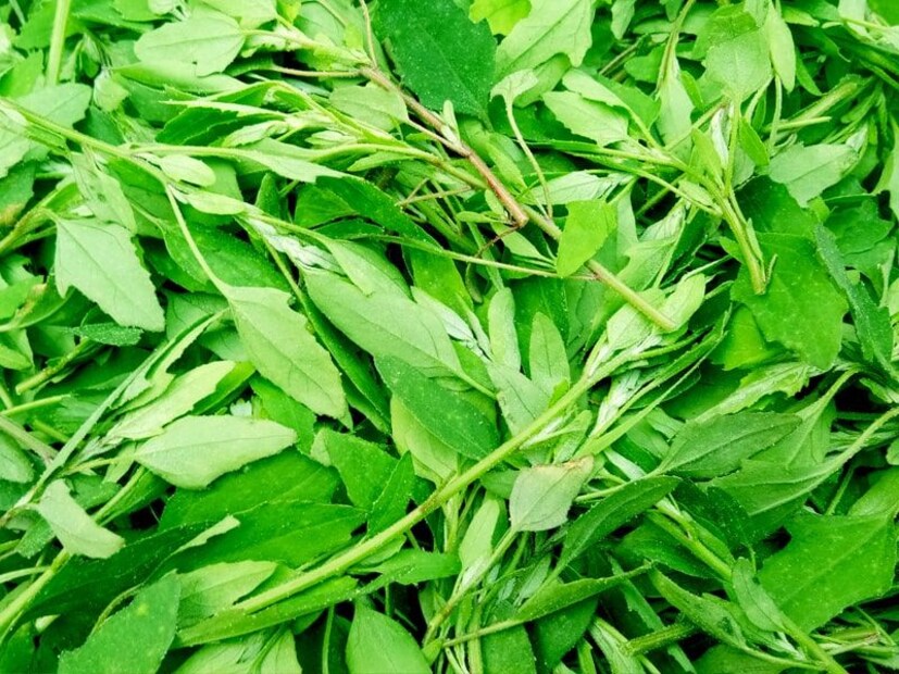 বাথুয়া সেবন শরীরের রোগ প্রতিরোধ ক্ষমতাকে শক্তিশালী করে। এছাড়া এটি লিভারের জন্যও খুবই উপকারী।